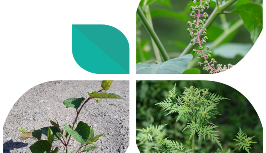 Réunions d'informations espèces invasives