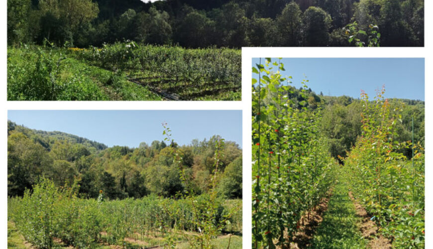 Visite de la pépinière " LA DEVINIERE"
